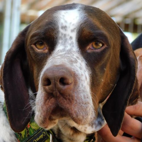 Azor une merveille de pointer ! (ok chat) #5