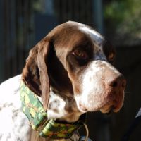 Azor une merveille de pointer ! (ok chat) #3