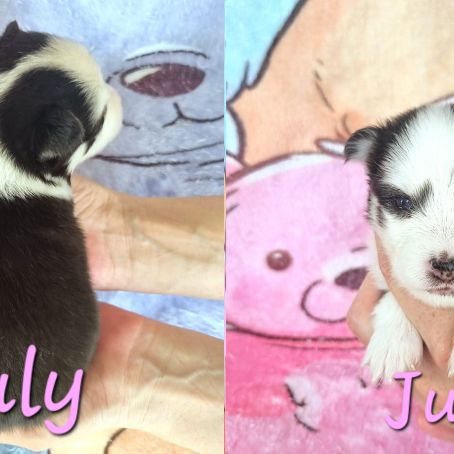 Chiot type pomsky femelle mini poil fluffy noir et #1