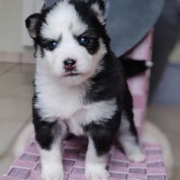 Chiot type pomsky femelle mini poil fluffy noir et #2