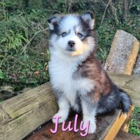 Chiot type pomsky femelle mini poil fluffy noir et