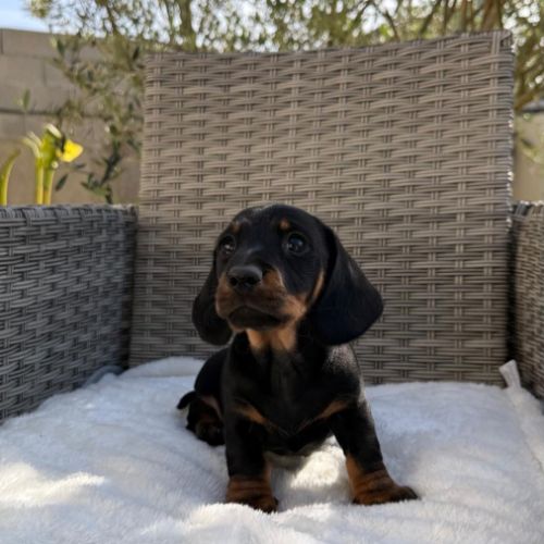 Chiots teckel nain/kaninchen lof