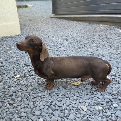 Chiots teckel nain/kaninchen lof #2