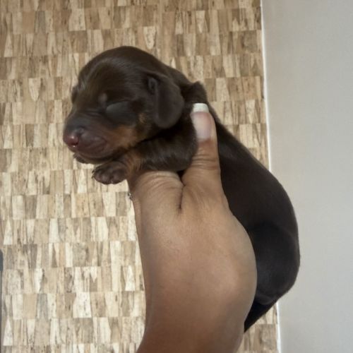 Chiots teckel nain/kaninchen lof #5