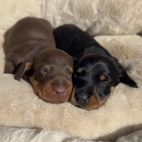 Chiots teckel nain/kaninchen lof