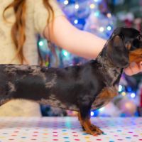 Chiots teckel nain/kaninchen lof #1