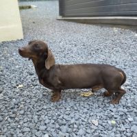 Chiots teckel nain/kaninchen lof #2