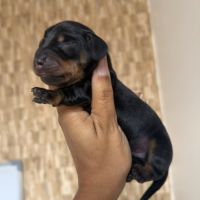 Chiots teckel nain/kaninchen lof #3