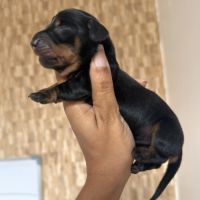 Chiots teckel nain/kaninchen lof #4