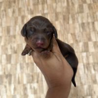 Chiots teckel nain/kaninchen lof