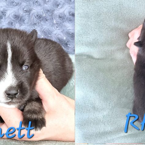 Chiot type pomsky mâle poil polaire noir et blanc #1