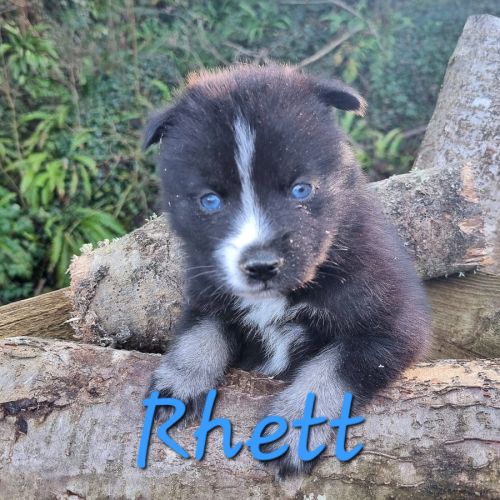 Chiot type pomsky mâle poil polaire noir et blanc #2