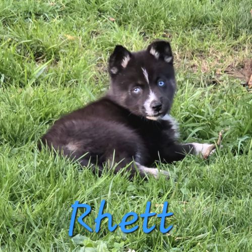 Chiot type pomsky mâle poil polaire noir et blanc #0