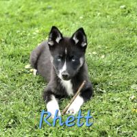 Chiot type pomsky mâle poil polaire noir et blanc