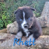 Chiot type pomsky mâle poil polaire noir et blanc #2