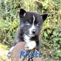 Chiot type pomsky mâle poil polaire noir et blanc #3