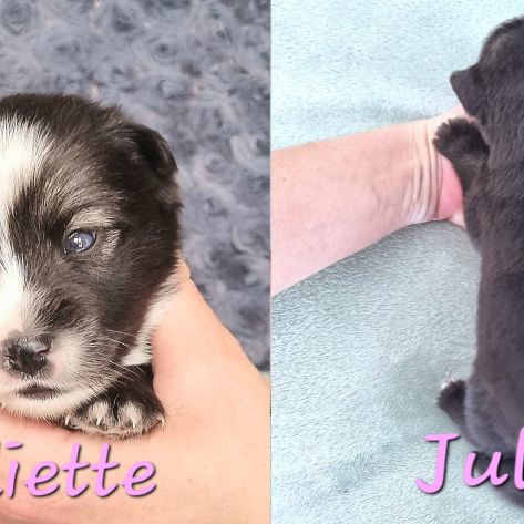 Chiot type pomsky femelle toy poil fluffy agouti y #1