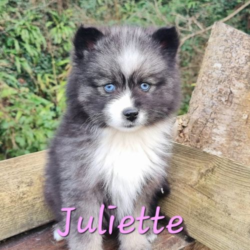 Chiot type pomsky femelle toy poil fluffy agouti y #0