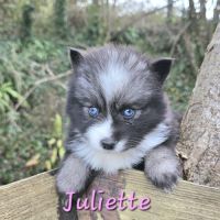 Chiot type pomsky femelle toy poil fluffy agouti y #2