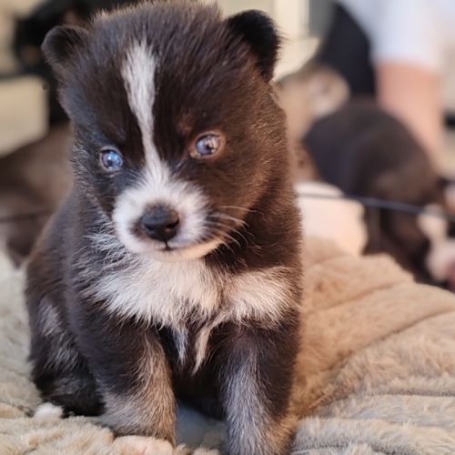 Chiot type pomsky femelle toy poil polaire noir et #2