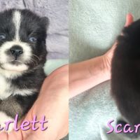 Chiot type pomsky femelle toy poil polaire noir et #1