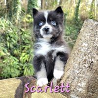 Chiot type pomsky femelle toy poil polaire noir et #3