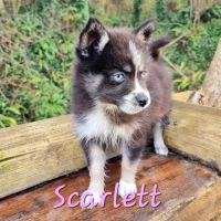 Chiot type pomsky femelle toy poil polaire noir et