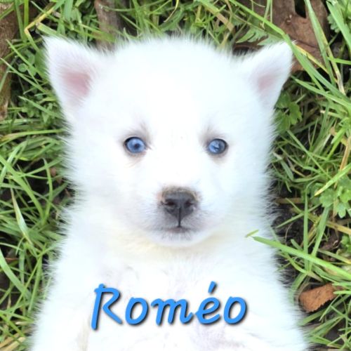 Chiot type pomsky mâle poil polaire blanc yeux ble #4