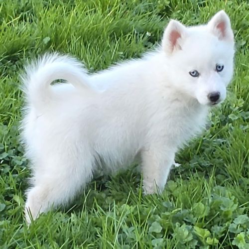 Chiot type pomsky mâle poil polaire blanc yeux ble #0
