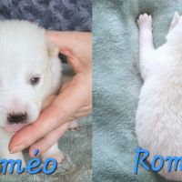 Chiot type pomsky mâle poil polaire blanc yeux ble #1