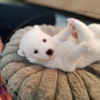 Chiot type pomsky mâle poil polaire blanc yeux ble #2