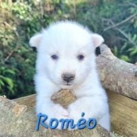 Chiot type pomsky mâle poil polaire blanc yeux ble #3