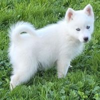 Chiot type pomsky mâle poil polaire blanc yeux ble