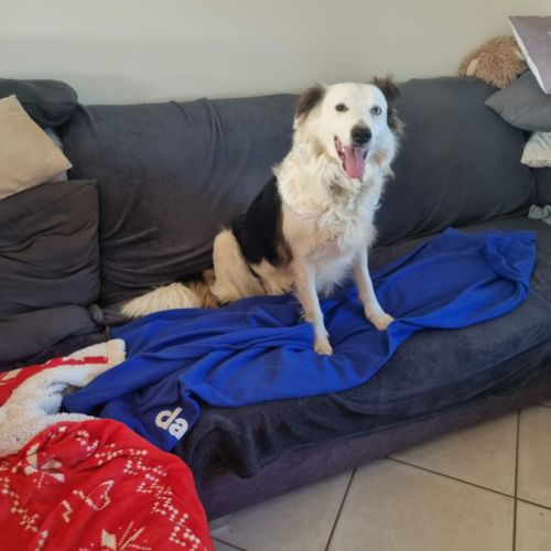 Border collie #3