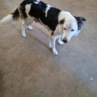 Border collie