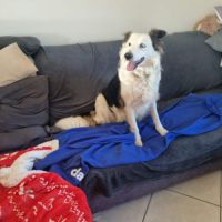 Border collie #2