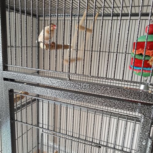 Paddas mâle de 8 #2