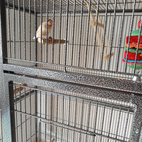 Paddas mâle de 8 #3