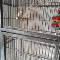 Paddas mâle de 8 #0