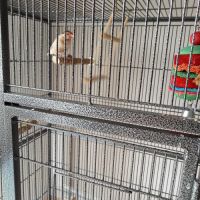 Paddas mâle de 8 #2