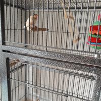 Paddas mâle de 8 #3