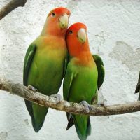 Inséparables de fischer