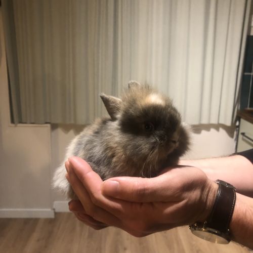 Bébé lapin nain sevrés #2