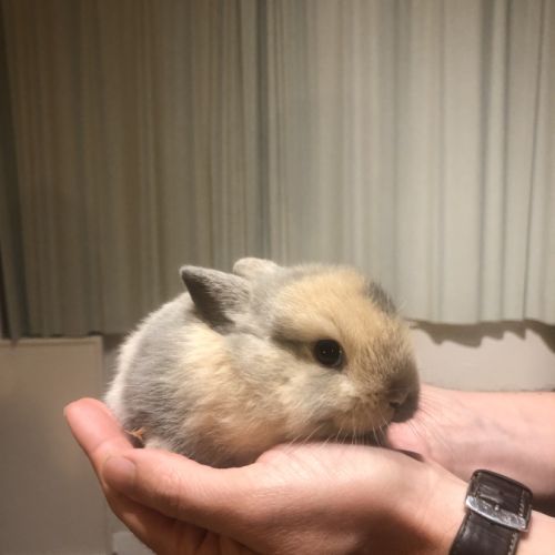 Bébé lapin nain sevrés