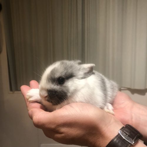 Bébé lapin nain sevrés #4