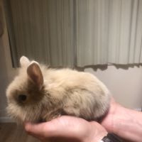 Bébé lapin nain sevrés #1