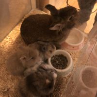 Bébé lapin nain sevrés #5