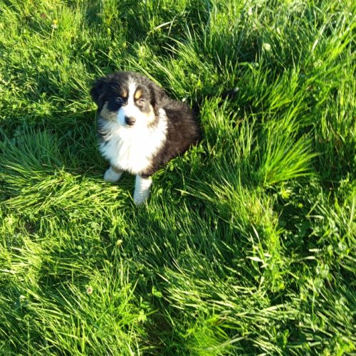 Chiots berger australien #1