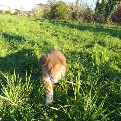 Chiots berger australien #2