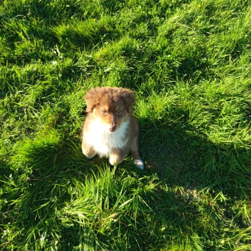 Chiots berger australien #3